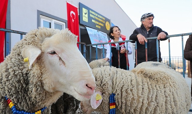 Aliağa Belediyesi’nden Üreticilere Koç Desteği