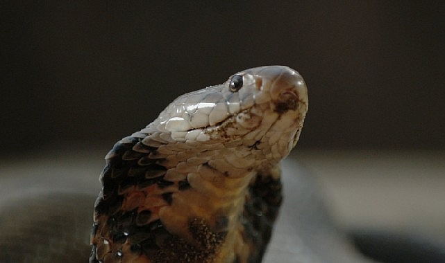 ‘Şehirdeki Yılanlar: Zehirli Karşılaşmalar’ 2 Mart Pazar Günü 20.00’de National Geographic WILD Ekranlarında!