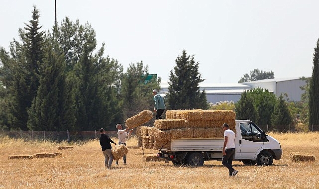 Buca Belediyesi’nden hayvancılığa can suyu